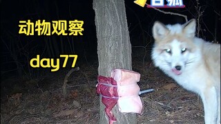 اليوم 77 | ضع اللحوم الخالية من الدهون واللحوم الدهنية على الجبل وشاهد أيهما تفضله الحيوانات.