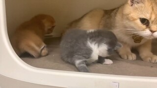 Mèo mẹ và 2 chú mèo con đáng yêu
