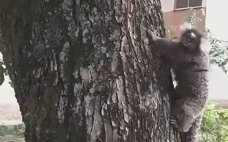 On the street, I found a white-eared marmoset baby that had accidentally fallen; after picking it up