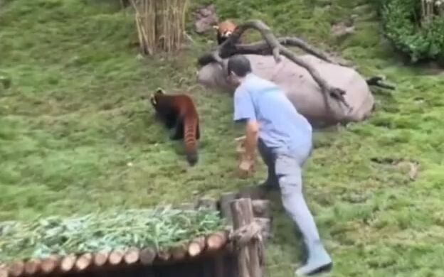 Bagaimana sih panda kecil di kebun binatang pulang kerja? Hahaha, nggak nyangka ternyata dia mengang