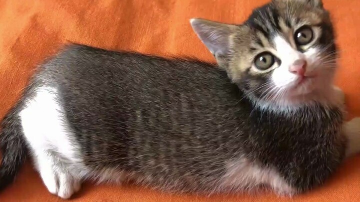 This barn cat’s entire life amounted to just a year and a half!