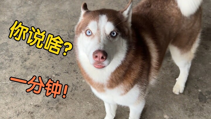 อนุญาตให้หมาพันธุ์ไซบีเรียนฮัสกี้ออกไปเล่นแค่หนึ่งนาที แล้วมันจะยอมกลับมาไหมนะ?