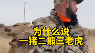 为什么们说一猪二熊三老虎，难道猪比的老虎战斗力强吗？
