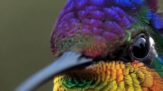 A closeup shot of a Hummingbird