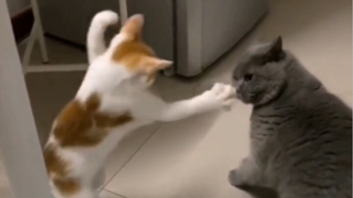 Cat: You dare touch shit, and then you call me disgusting?