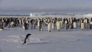 Film Penguins Terbaik