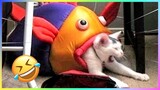 New Funny Dog And Cat 2023😍🐶😻 Funniest Animals #271