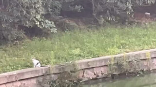 قطة واحدة في الخارج، احرصي على سلامتك!