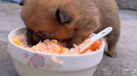 Anjing: Enak banget sampai nggak bisa berhenti!