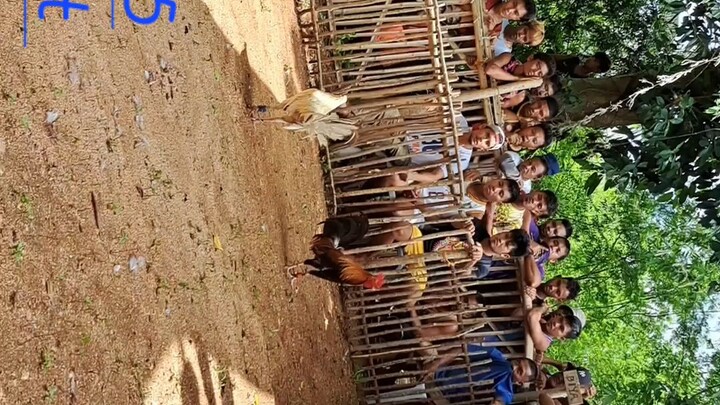 whitejacketline FGLobo