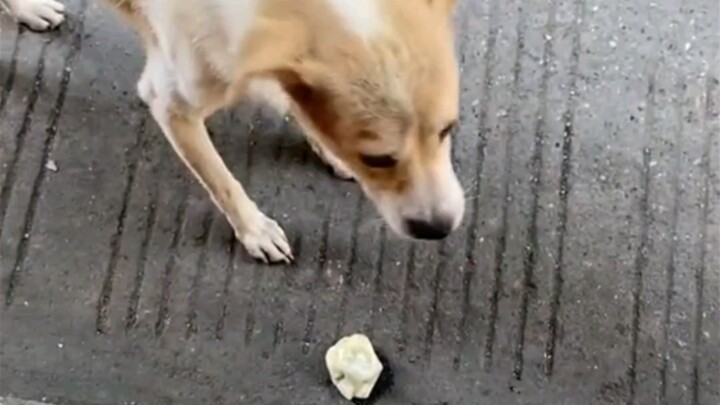 Dog: Is this all you eat on a regular basis?