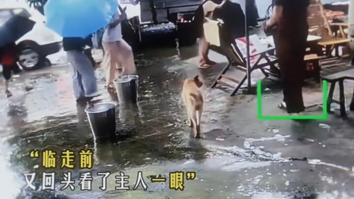 “Anjing adalah teman paling setia bagi manusia”