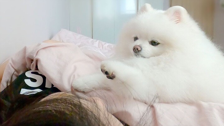 Having a little dog at home saves me the trouble of buying an alarm clock!