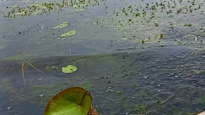 Natural Beauty of Bangladesh