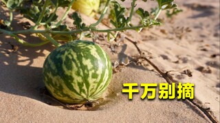 إذا رأيتَ هذه البطيخة الصغيرة في الصحراء، فلا تقطفها وتأكلها! وإلا ستفقد حياتك!