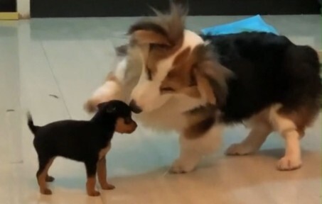 “Usap kepala anjing kecil, tak perlu risau akan apa pun!”