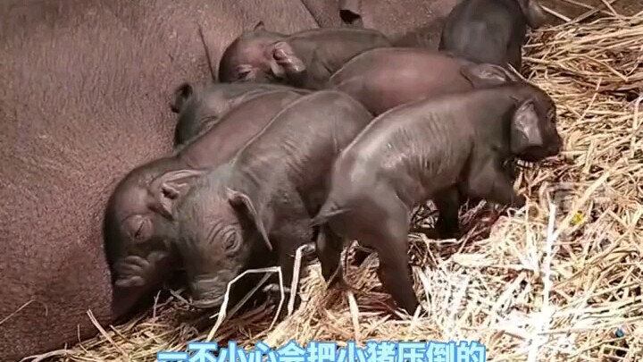 Chân bị chậu ăn của lợn đè gãy xương, vẫn nằm cạnh mẹ lợn trong khi đang bị thương để bảo vệ đàn lợn