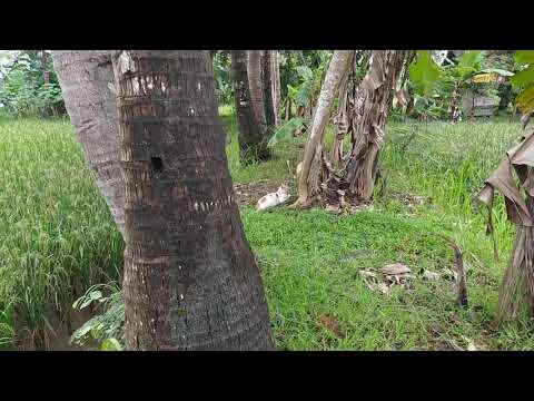 Mencari suara Kucing
