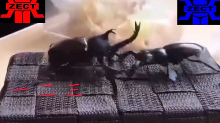 Japanese Rhinoceros Beetle vs. Dorcus Beetle (Kattou, Koutou)