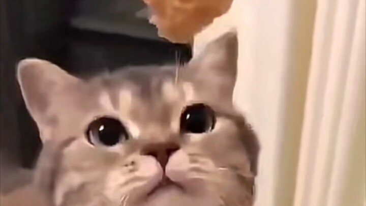 Kenapa ada orang yang masih nggak ngerti hal yang bahkan kucing pun paham?