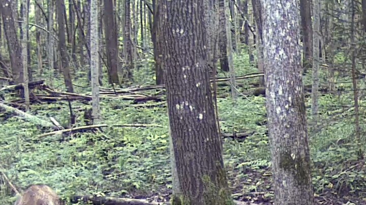 Moose, Roe Deer, and Forest Life