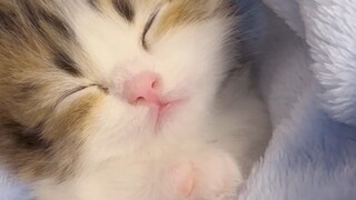 睡不醒会嗯嗯嗯的小猫咪！