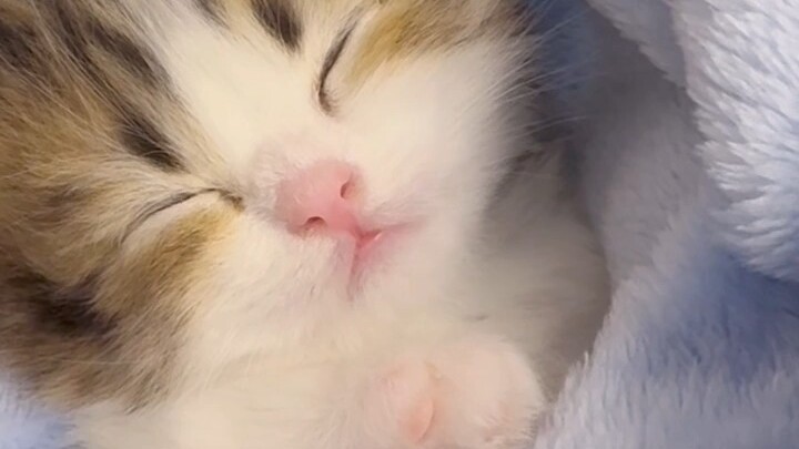 Chú mèo con ngủ không dậy được cứ ưm ưm ưm!