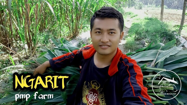 #204 Kolaborasi pertanian dan peternakan yang saling menguntungkan‼️