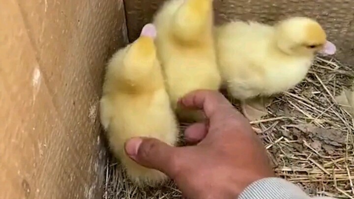 Don’t do that, duck!