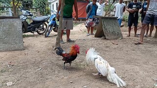 tupada test fight ng aking sinibalang broodcock