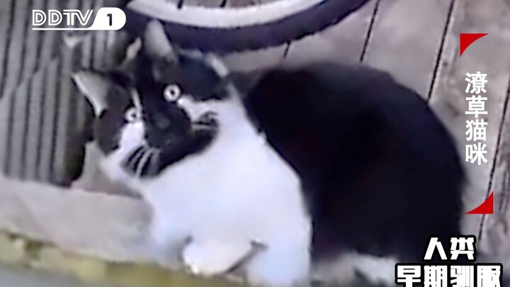 لقطات نادرة لقطط في مراحلها المبكرة بملامح غير واضحة