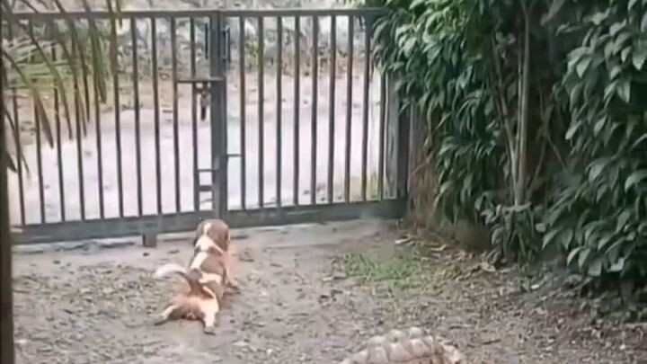 mazak mazak funny video.