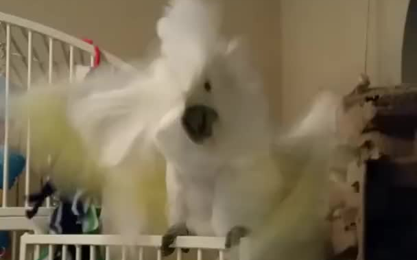 不要让凤头鹦鹉听到枪花的Welcome to the Jungle，会失控