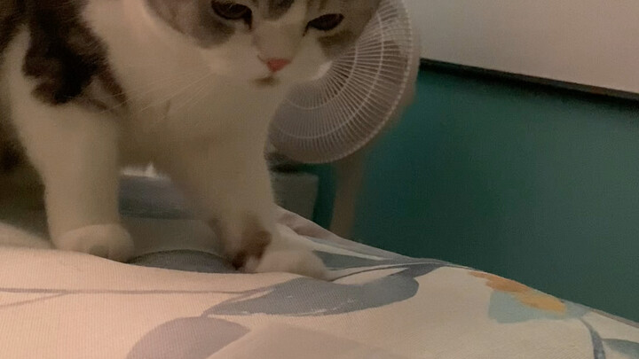 Giống mèo mới! Mèo bay thực thụ~