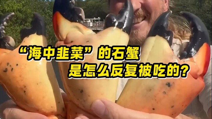 “Cua tỏi tây” là loài sinh vật kỳ diệu như thế nào?