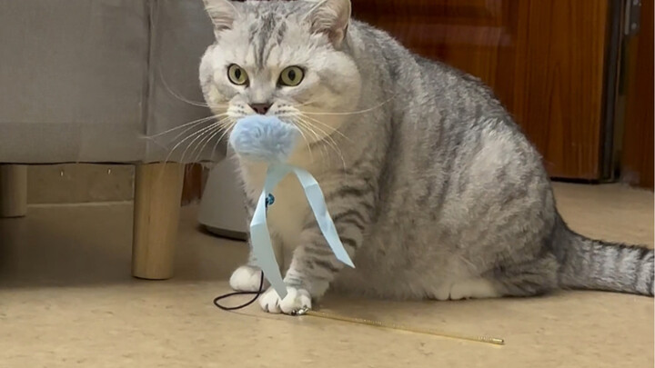 Em trai đi học rồi, chơi với Đại Tráng một lúc nhé.