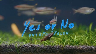 Yes or No