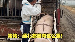 Zhuzhu: Bahkan Myanmar utara tidak berani melakukan ini!