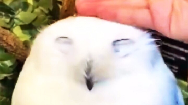 Burung hantu itu lucu sekali, aku jadi merasa lebih baik saat tersenyum!!