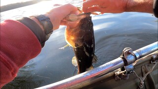 Day Full Fishing Chores - BIG MOUTH BASS & PICKEREL - Wind, Wood, & Beers