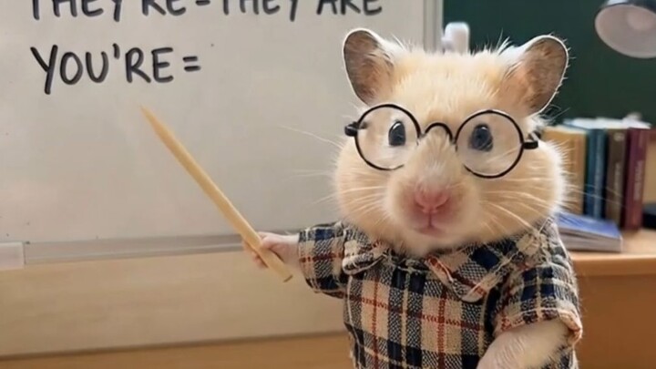 Poko teaches you basic English!