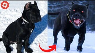 I'm a Big Kid Now Cute Baby Animals Compilation 2021 - Animals Grow Up