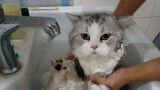 [Động vật]Mèo của tôi trông giả trân khi đang tắm...
