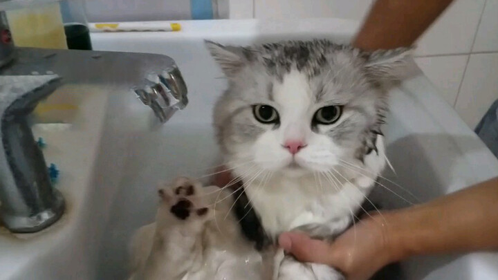 [Hewan]Kucingku terlihat aneh saat mandi...