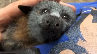 Bats also hum when petted