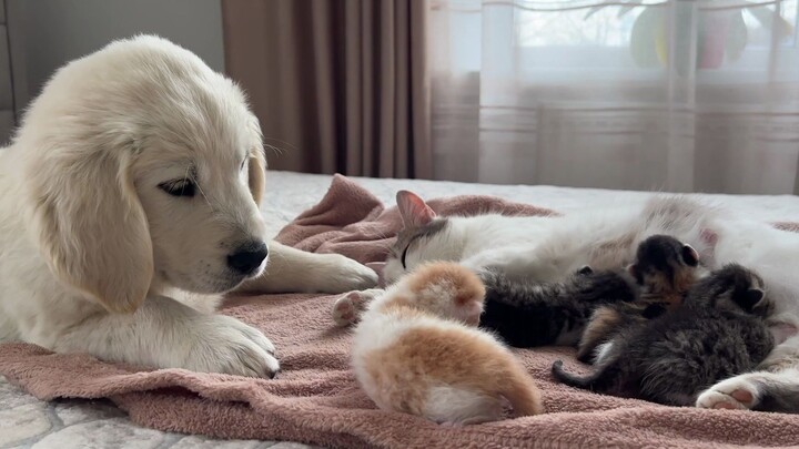 The adorable golden retriever has come to visit the mother cat and her kittens again.
