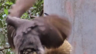 Partner: Keep going, I'm not satisfied yet.