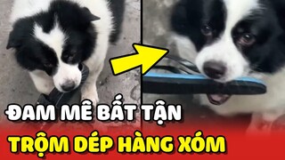 Chú chó Béo với niềm đam mê TRỘM DÉP bất tận 😂 | Yêu Lu