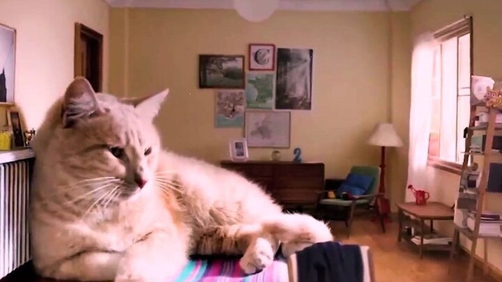 “家有巨猫是一种什么样的体验.”