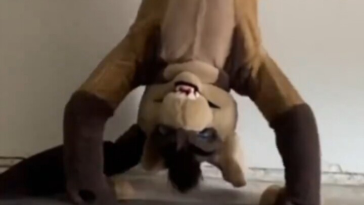 Ngày tận thế ập đến, chỉ có giết chết những kẻ cuồng Furry mới có thể sống sót.